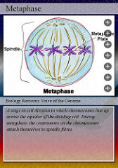 metaphase