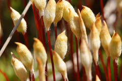 Sporophyte