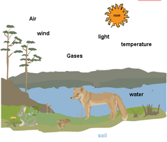 Abiotic