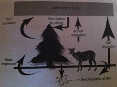 Biogeochemical cycle