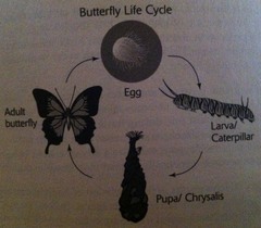 Butterfly life cycle