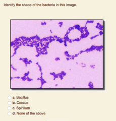 Coccus