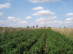 Extensive Agriculture