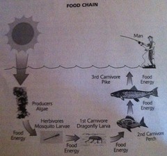 Food chains