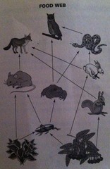 Food webs