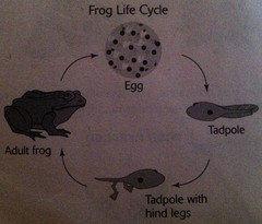 Frog life cycle