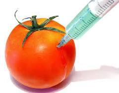 genetically modified organism (GMO)