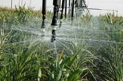 irrigation