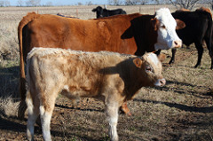 Livestock Ranching pg.377