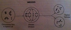 Meiosis (overview)