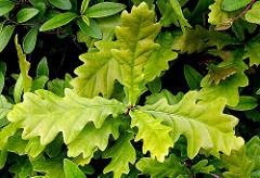 Oaks (Quercus sp.)