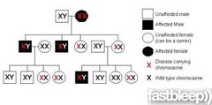 Pedigree Chart