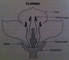 Reproduction of flowering plants