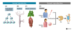 Sexual Reproduction