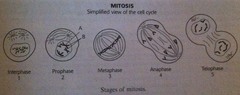 Stages of mitosis