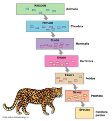 Taxonomy