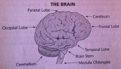 The brain