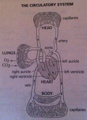 The circulatory system