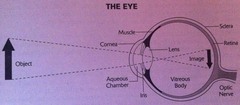 The sensory system