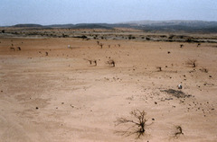 What are the consequences of desertification ?