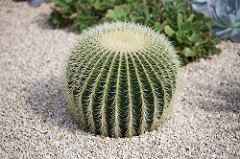 What is an Xerophyte ?