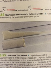 5.17 Gelatin Hydrolysis (Gelatinase Test)