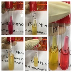 5.3 Reaction in Phenol Broth    Red  Sucrose broth