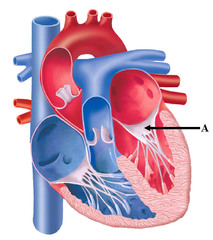 Harper College Muscles and Heart Anatomy | StudyHippo.com