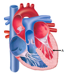 Harper College Muscles And Heart Anatomy 