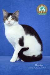 American wirehair