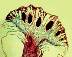 Antheridiophore