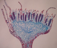 Antheridium