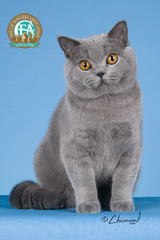 British shorthair