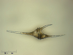 Ceratium hirundinella