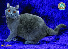 Chartreux