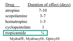 Comparison of Muscarinic Antagonists After Topical Application to the Eye