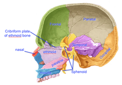 cranial cavity