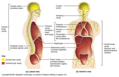 dorsal cavity