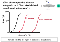 Effect of a Competitive Antagonist on an ACh-Evoked Skeletal Muscle Contraction