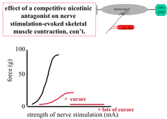 Effect of a Competitive Antagonist on Skeletal Muscle Contraction Evoked by Nerve Stimulation