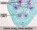 embryo sac