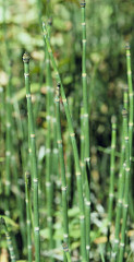 Equisetum hyemale