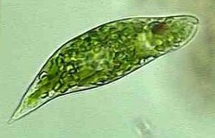 Euglena