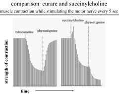 Experiment: Comparison of Curare & Succinylcholine Effects on Strength of Muscle Contraction