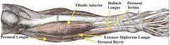 Extensor (perenous) longus