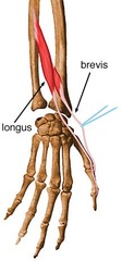 Extensor pollicis brevis and longus