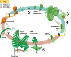 Fern life cycle