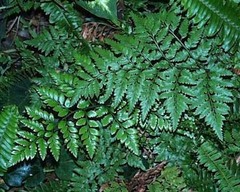 Fern