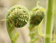 Fiddlehead