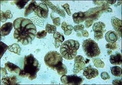 Foraminifera (Forams)